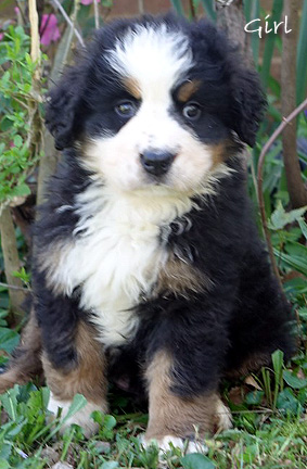 teddy bear love bernese mountain dogs